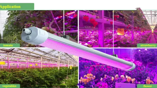 Wasserdichtes LED-Wachstumslicht mit rosa Spektrum/Vollspektrum, 150 W, für den Anbau medizinischer Sämlinge/Tomatenpflanzen